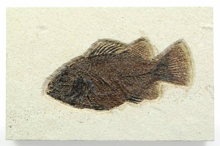 Detailed Fossil Fish (Cockerellites) - Wyoming #356734